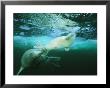 A Mother Harp Seal Pushes Her Baby Back To The Ice After It Fell In by Brian J. Skerry Limited Edition Print