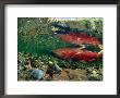 Chinook Salmon Swimming Up Spawning Stream In Copper River Basin, Alaska by Michael S. Quinton Limited Edition Print