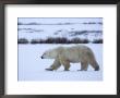 Polar Bear, Ursus Maritimus, Churchill, Manitoba, Canada by Thorsten Milse Limited Edition Print