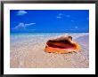 Conch At Water's Edge, Pristine Beach On Out Island, Bahamas by Greg Johnston Limited Edition Print