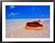 Conch At Water's Edge, Pristine Beach On Out Island, Bahamas by Greg Johnston Limited Edition Print