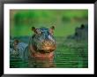 A Hippopotamus Pokes Its Head Out Of The Water While Swimming With Other Hippos by Beverly Joubert Limited Edition Print