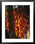 Organically-Grown Peppers Are Hung At The Cary Farmers Market by Stephen Alvarez Limited Edition Print