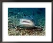 Whitetip Reef Shark, With Remora, Malaysia by David B. Fleetham Limited Edition Print