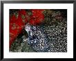 A Spotted Moray Eel Opens Its Gaping Jaws by Wolcott Henry Limited Edition Print