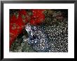 A Spotted Moray Eel Opens Its Gaping Jaws by Wolcott Henry Limited Edition Print