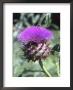 Cynara Cardunculus Scolymus Group (Globe Artichoke) Bee On Flower by Brian Carter Limited Edition Print