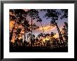 Pine Trees, Forest, Usa by Olaf Broders Limited Edition Print
