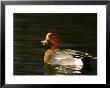 Wigeon by Mark Hamblin Limited Edition Pricing Art Print