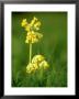 Cowslip by Mark Hamblin Limited Edition Pricing Art Print