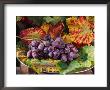 Still Life Of Black Grapes On A Bed Of Vitis, Vine Leaves In Autumn Colour by Linda Burgess Limited Edition Print