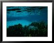 A Blue Tilapia Fish Swims Through The Clear Water by Raymond Gehman Limited Edition Print
