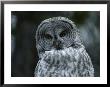 The Head And Shoulders Of A Great Gray Owl, Strix Nebulosa by Tom Murphy Limited Edition Pricing Art Print