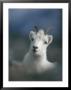 Portrait Of A Juvenile Mountain Goat by Michael S. Quinton Limited Edition Print