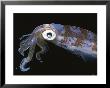 A Caribbean Reef Squid Swims Through Inky Black Water by Brian J. Skerry Limited Edition Print
