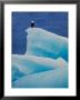 Bald Eagle On An Iceberg In Tracy Arm, Alaska, Usa by Charles Sleicher Limited Edition Print