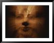 A Time Exposure Zoom Portrait Of The Statue Of Pharoah Amunhotep Ii by Stephen St. John Limited Edition Print
