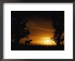 Horse Silhouetted Against Sunset Sky by Marc Moritsch Limited Edition Print