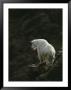 A Mountain Goat Stands Looking Over A Precipice by Michael S. Quinton Limited Edition Pricing Art Print