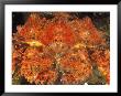 A Close View Of A Box Crab by Bill Curtsinger Limited Edition Print
