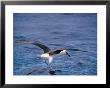 Black-Browed Albatross Fly-Walks Over Ocean Surface by Jason Edwards Limited Edition Print
