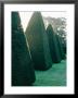 Yew Topiary Pyramids Athelhampton, Dorset by Mark Bolton Limited Edition Print