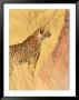 Cheetah And Termite Mound At Africat Project, Namibia by Joe Restuccia Iii Limited Edition Print
