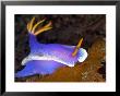Hyspselodoris Bullockii, Indonesia by Mark Webster Limited Edition Print