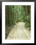 Sandy Road, Fraser Island, Queensland, Australia by David Wall Limited Edition Print