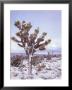 Joshua Trees Grow In The Foothills Leading To Mt. Charleston, North Of Las Vegas, Nevada, Usa by Brent Bergherm Limited Edition Print