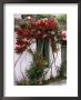 Bright Red Rose Climbing Over Whitewashed Cottage, Crete by Erika Craddock Limited Edition Print