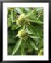 Edible Fruits Of Castanea Sativa (Sweet Chestnut) September by David Murray Limited Edition Print