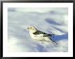 Snow Bunting, N. Troy, Usa by Gustav Verderber Limited Edition Print