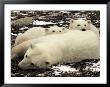 Polar Bear, Mother And Cubs, Ursus Maritimus by Yvette Cardozo Limited Edition Print
