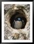 Tree Swallow Peers Out Of Its Nest, A Hole Once Used By A Flicker by Michael S. Quinton Limited Edition Print