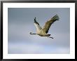Common Crane In Flight by Klaus Nigge Limited Edition Print
