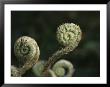Close View Of Fiddlehead Fern Fronds by George F. Mobley Limited Edition Print