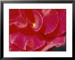 A Close View Of A Rose by Todd Gipstein Limited Edition Print