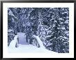 Snow-Covered Bridge And Fir Trees, Washington, Usa by John & Lisa Merrill Limited Edition Print