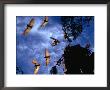 Flying Foxes (Bats) At Dusk, Mataranka, Australia by Regis Martin Limited Edition Print