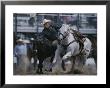 A Cowboy Drops Off His Horse To Wrestle A Steer by Bobby Model Limited Edition Print