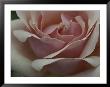 Close View Of A Pink Rose Blossom by Ted Spiegel Limited Edition Print