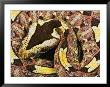 Rhinoceros Viper by George Grall Limited Edition Pricing Art Print