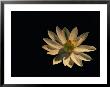 A White Water Lily Opened To The Light by Michael Nichols Limited Edition Pricing Art Print