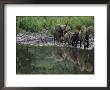 A Group Of Forest Elephants Approach A Mineral Rich Watering Hole by Michael Nichols Limited Edition Print
