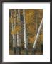 Quaking Aspen Trees In Autumn by Norbert Rosing Limited Edition Print