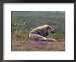 A Tundra Wolf by Paul Nicklen Limited Edition Print
