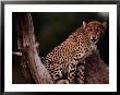 A Young African Cheetah Guards His Territory by Chris Johns Limited Edition Pricing Art Print