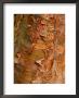 Acer Griseum (Paperbark Maple) Close-Up Of Peeling Bark, March by Susie Mccaffrey Limited Edition Print