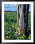 Early Spring Flowers, Fence Post, Tx by Rebecca Marvil Limited Edition Print